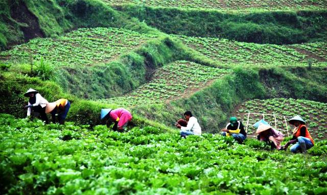 Impor Hortikultura Dibatasi Kementan, untuk Lindungi Petani